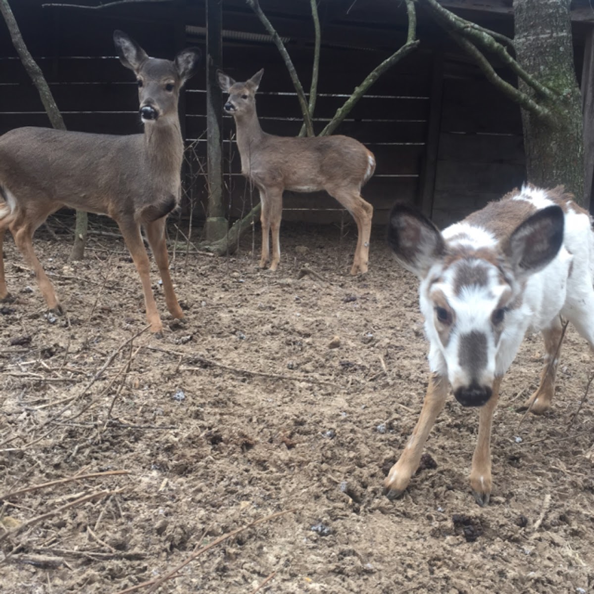 White-tailed Deer (piebald)