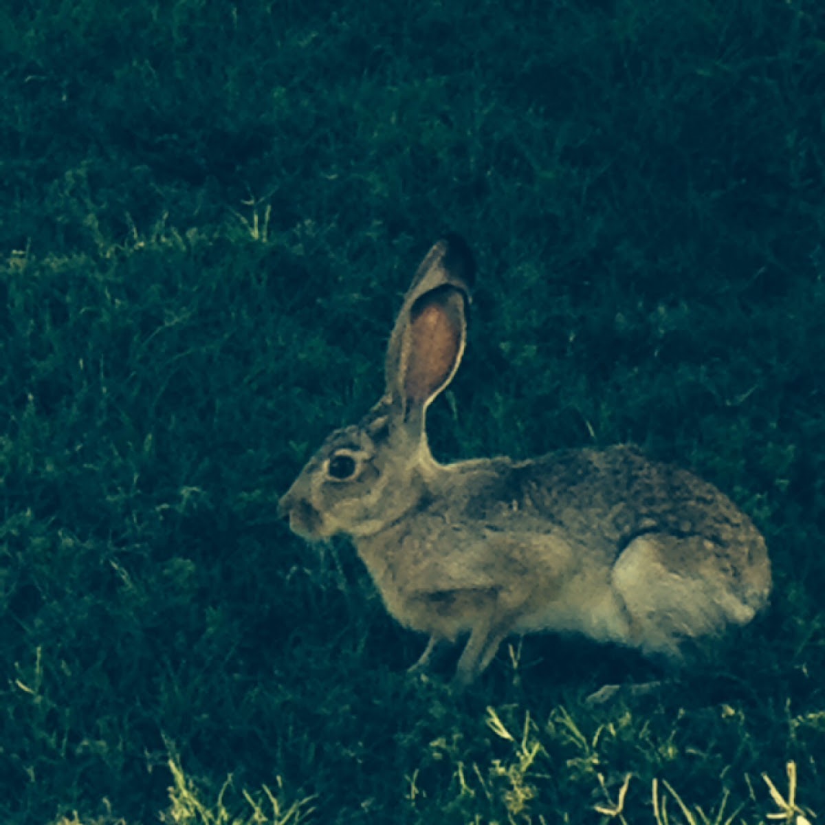 Black-Tailed Jack Rabbit