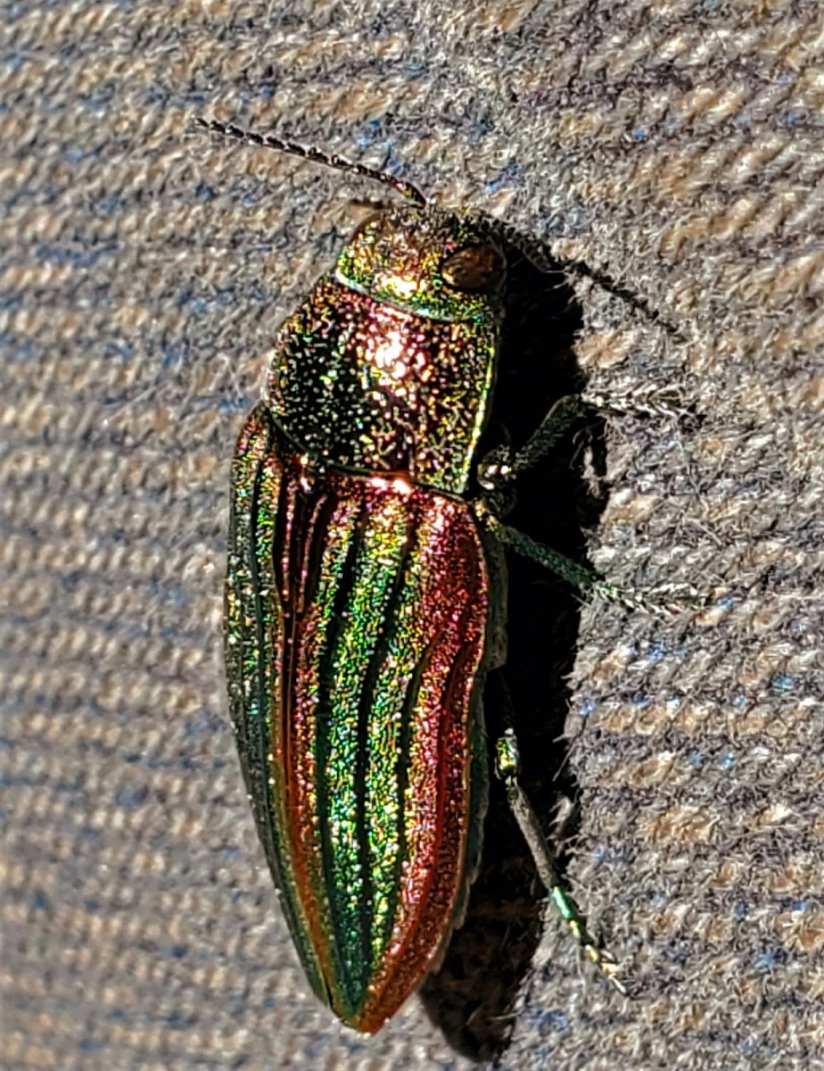 Golden jewel beetle