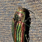 Golden jewel beetle