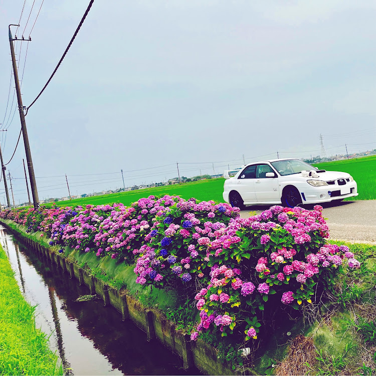 インプレッサ WRXの柳の紫陽花・紫陽花と愛車・あじさいロード・あじさい・写活に関するカスタム事例の投稿画像1枚目