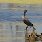 Double-crested Cormorant