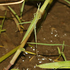 Slant-faced Grasshopper