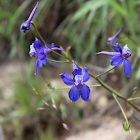 Little larkspur