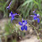 Little larkspur