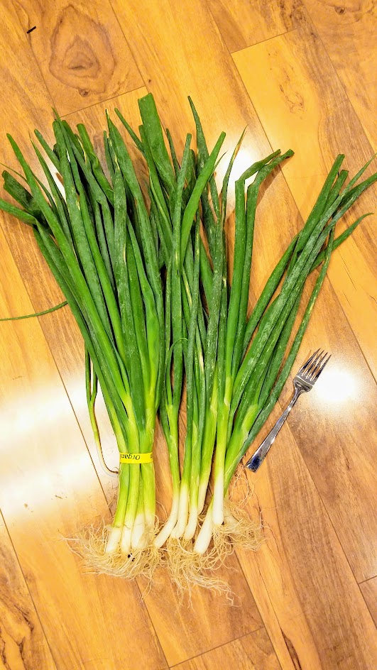 Green Onions or Scallions from the Portland Farmers Market