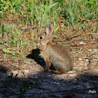 European Rabbit