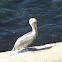 Brown Pelican