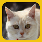 Animal Sounds Apk