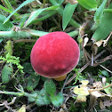 Red and Yellow Bolete