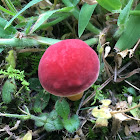 Red and Yellow Bolete