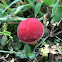 Red and Yellow Bolete