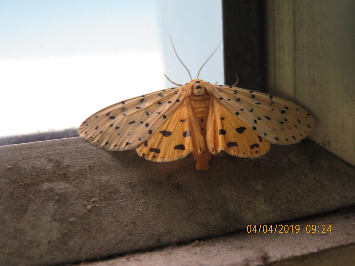 Crotalaria Pod Borer Moth