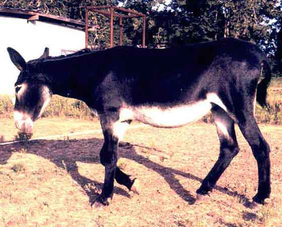 A good example of an American Mammoth jennet standing 58 inches tall (approximately 147.3 cm).