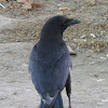 Carrion crow