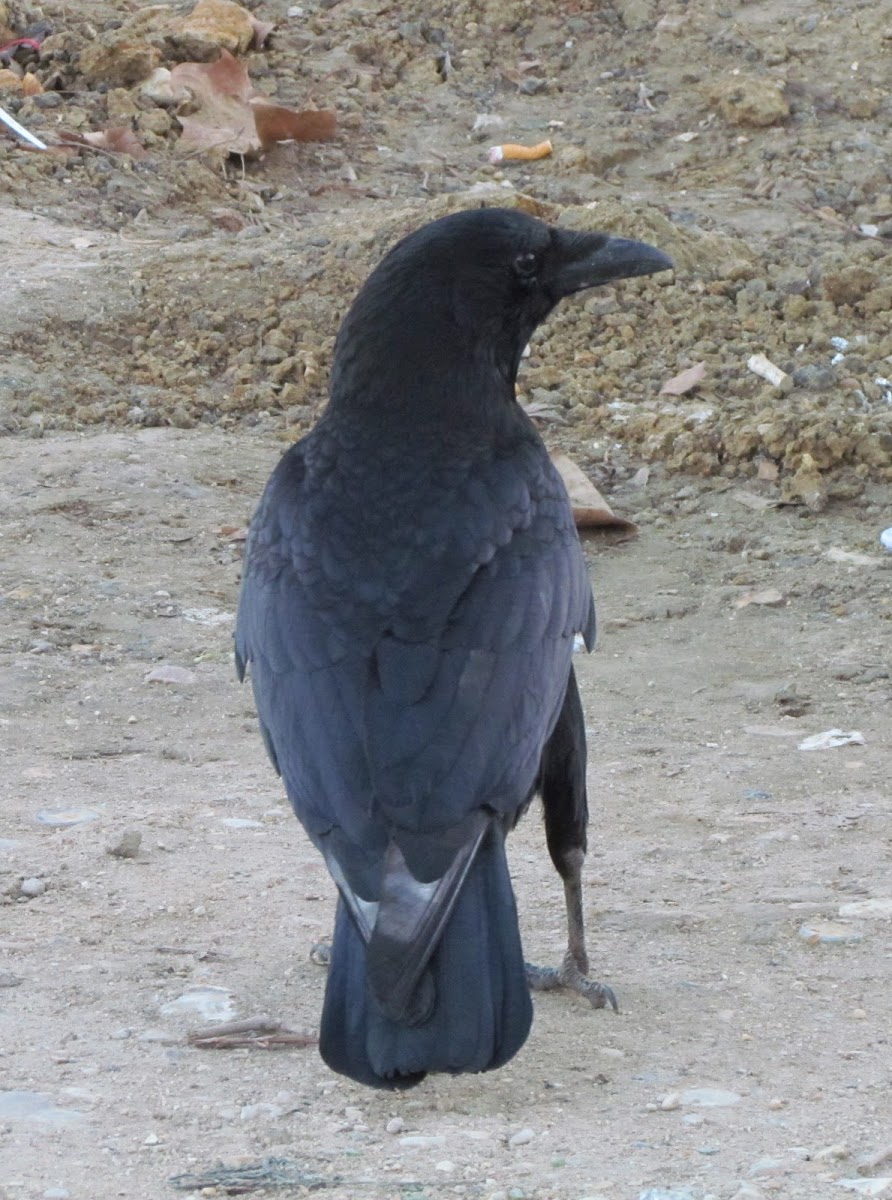 Carrion crow