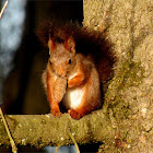 Red squirrel