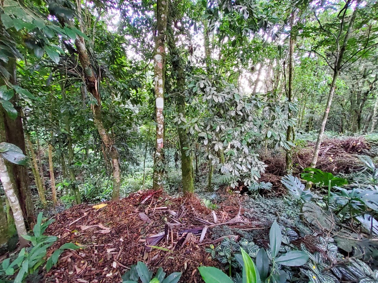 Terrenos à venda Fazenda Inglesa