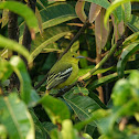 Common Iora