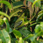 Common Iora