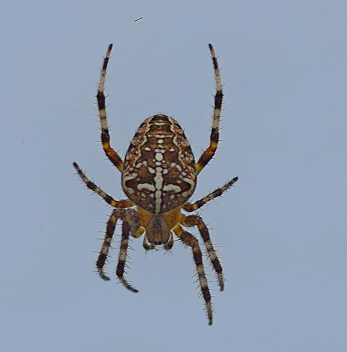 Garden Cross Spider