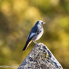 Black Redstart; Colirrojo Tizón