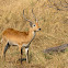 Red lechwe