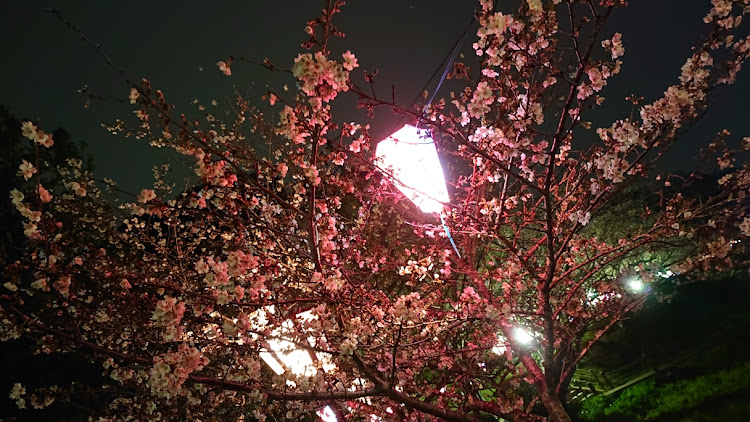 タントの桜🌸に関するカスタム事例の投稿画像7枚目