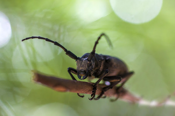 big bug di Cinzia_torelli