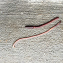 earthworm