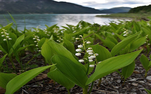 White Bells by the Mountain Lake wallpaper screenshot 1