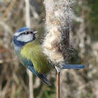 Blue Tit