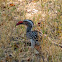 Southern red-billed hornbill