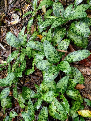 Bukit Kiara Plants