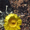 Wooly marigold