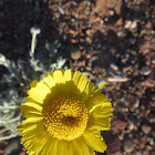 Wooly marigold