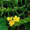 Hoary Puccoon