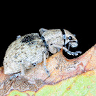 Weevil