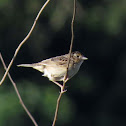 Grasshopper Sparrow