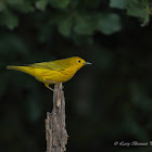 Yellow Warbler