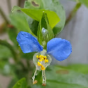 Asiatic dayflower