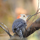 Red-bellied Woodpecker