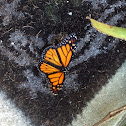 Monarch Butterfly