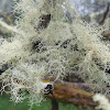 Beard lichen