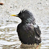 European Starling