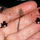 Giant Antlion