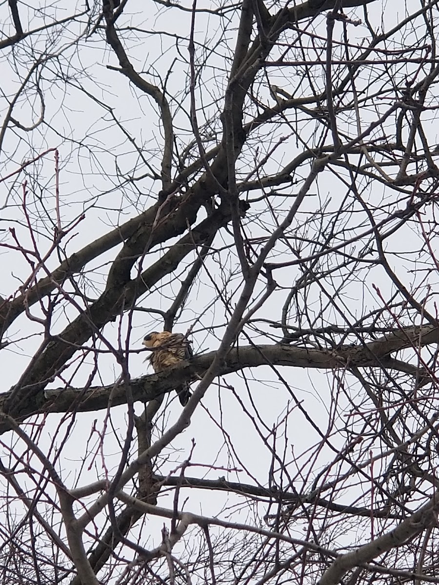 Peregrine Falcon