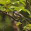 Black-capped Chickadee