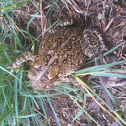 Eastern American Toad