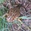 Eastern American Toad